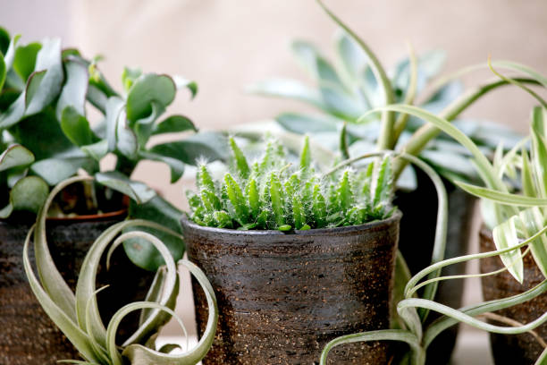 Tillandsia air and different succulent plant in ceramic pots Tillandsia air and different succulent plants eonium, cactus in ceramic pots standing on white marble table. Pandemic hobbies, green houseplants, urban plants air plant stock pictures, royalty-free photos & images