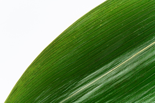 Bamboo Leave on White Background