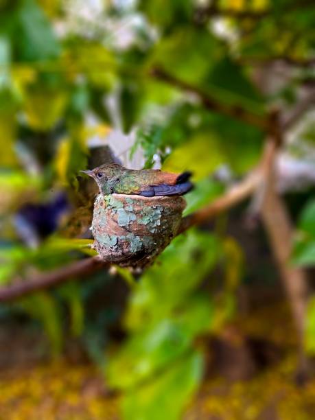 Little hummingbird in the nest at tropical garden