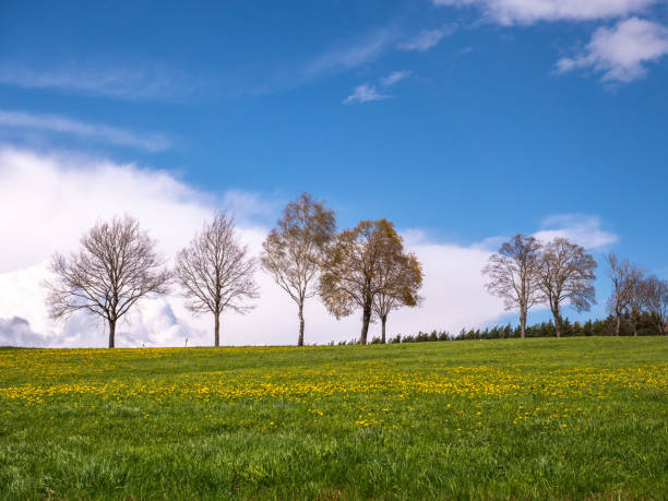 istock Dandelion meadow blooms in spring 1316463515