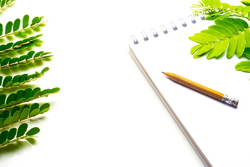 Image made in studio of notepad with pencil and green leaves of tree over white background