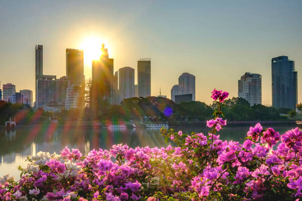 istock Magenta bougainvillea flowers 1316463659