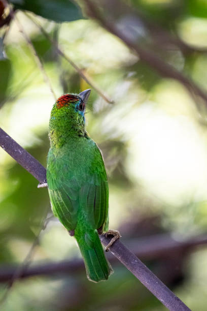 istock Red - throated Barbet 1316464103