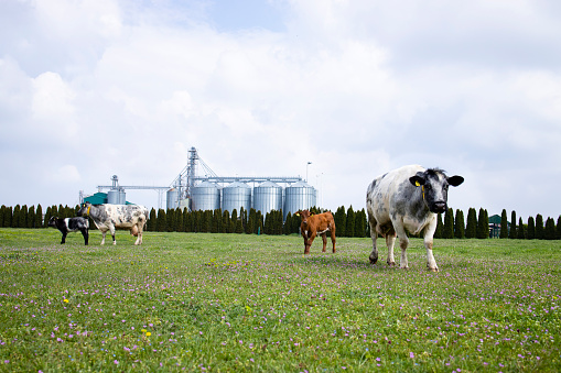 Group of cows and calf grazing in the field on dairy farm and silos or food storage in background.