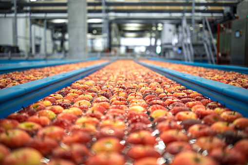 Food processing plant interior with apples floating in water tank conveyers being washed, sorted and transported to packing lines. Fruit wholesale and preparing for market.
