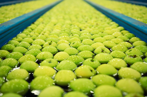 Apple fruit being transported in food processing factory.