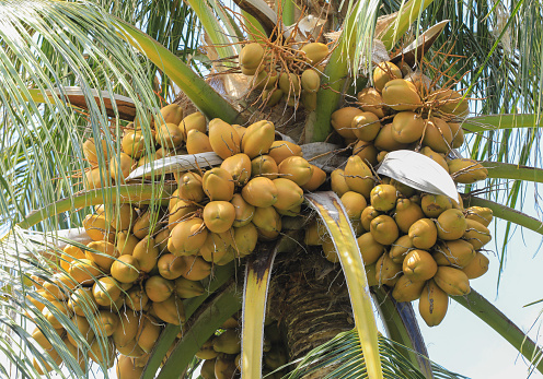 coconut fruit on palm tree on tropical island