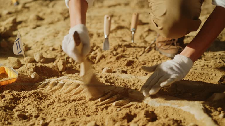 Paleontologist Cleaning Tyrannosaurus Dinosaur Skeleton with Brushes. Archeologists Discover Fossil Remains of New Predator Species. Archeological Excavation Digging Site. Close-up Focus on Hands