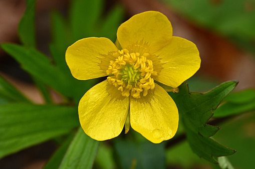 Swamp buttercup along the Bantam River in Connecticut