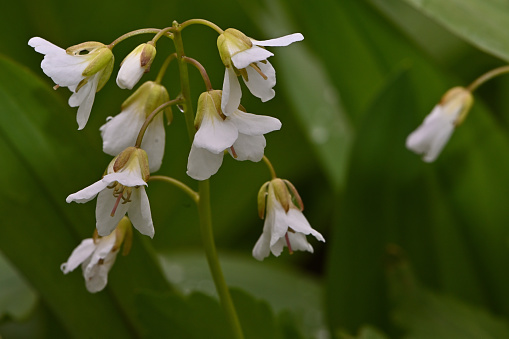 Toothwort, a wildflower, in a swamp in Connecticut. Also known as crinkleroot.