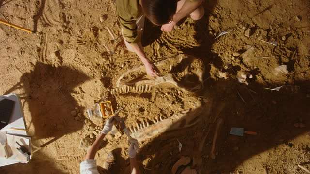 Top-Down View: Paleontologists Cleaning Tyrannosaurus Dinosaur Skeleton. Archeologists Discover Fossil Remains of New Predator Species. Archeological Excavation Digging Site. Zoom out Shot