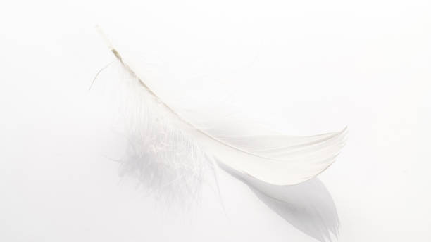 istock Feather fly. Nature abstract bird feather texture closeup on white background in macro photography, soft focus. Elegant expressive artistic image fragility of nature. Copy space. 1316470226