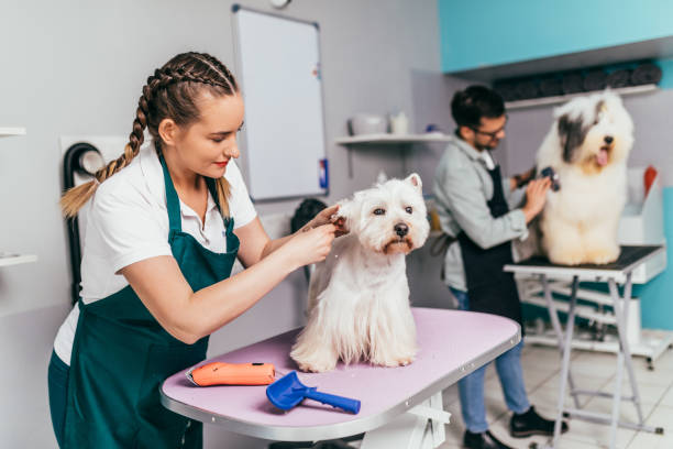 Grooming salon Male and female groomers working together in grooming salon. pet grooming salon stock pictures, royalty-free photos & images