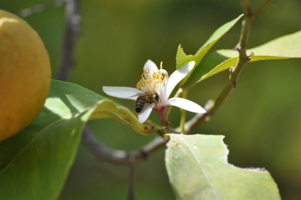 Honey bee on citrus tree stock image