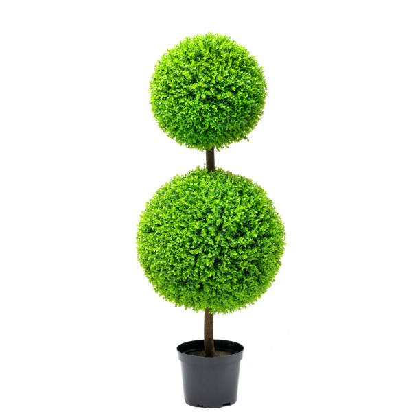 istock Artificial boxwood ball topiary bush tree like real 1316471799