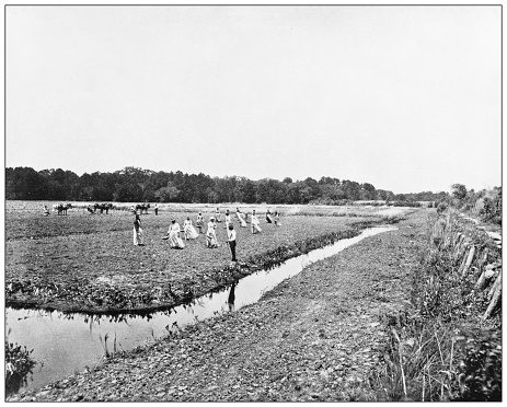 Antique black and white photograph of American landmarks: Planting Rice in North Carolina