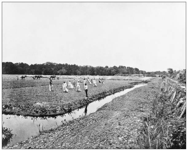 Antique black and white photograph of American landmarks: Planting Rice in North Carolina Antique black and white photograph of American landmarks: Planting Rice in North Carolina rice paddy photos stock illustrations