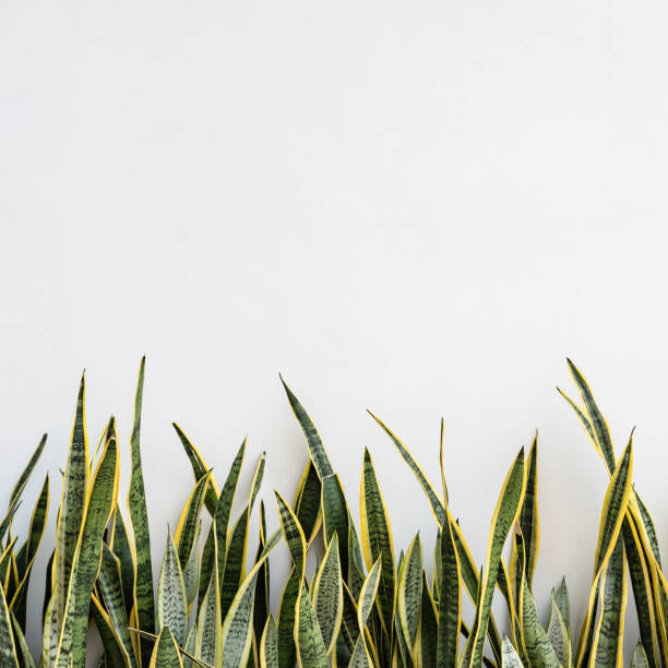 Snake plant on white concrete wall background, copy space for text.
