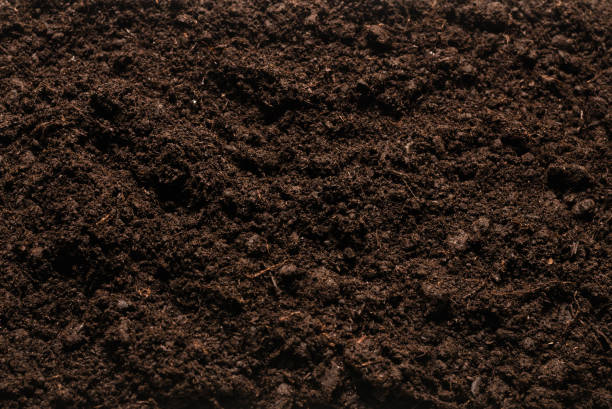 istock Black land for plant background. 1316473265