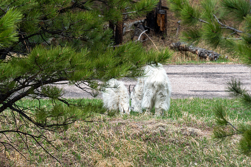 Mountain Goats is the Black Hills of South Dakota.  The mountain goats were playing just below the Mount Rushmore sculpture