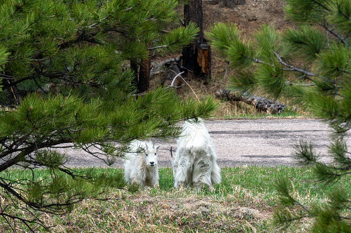 Mountain Goats is the Black Hills of South Dakota.  The mountain goats were playing just below the Mount Rushmore sculpture