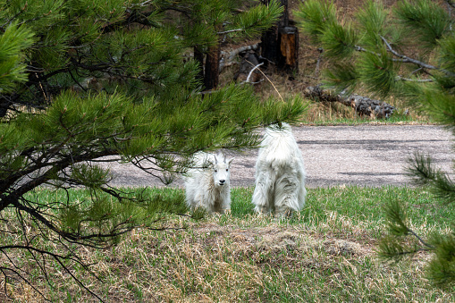 Mountain Goats is the Black Hills of South Dakota.  The mountain goats were playing just below the Mount Rushmore sculpture