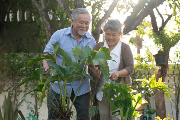 счастливая пенсионная жизнь, азиатские пожилые пары сажать дерево в саду. - gardening couple senior adult ethnic стоковые фото и изображения