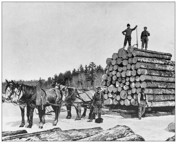 ilustraciones, imágenes clip art, dibujos animados e iconos de stock de fotografía antigua en blanco y negro de monumentos estadounidenses: pineries en minnesota - leñador