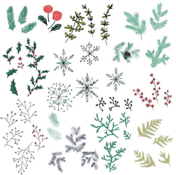 illustrations, cliparts, dessins animés et icônes de éléments d’hiver à feuilles persistantes dessinés à la main délicats - houx illustrations