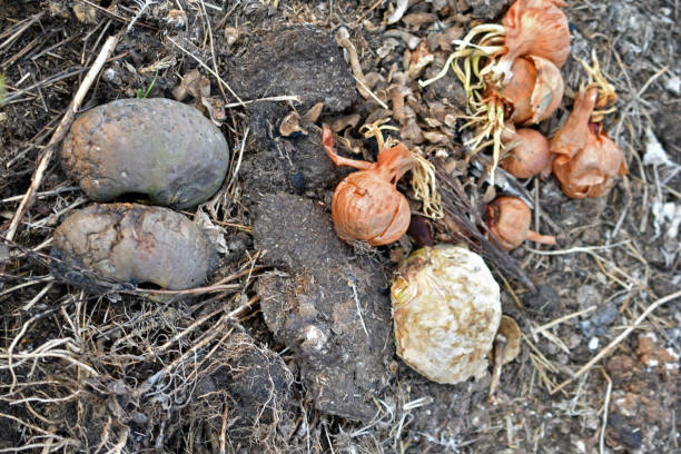istock Garbage rotting pile with vegetables and pumpkin cesspool 1316479475