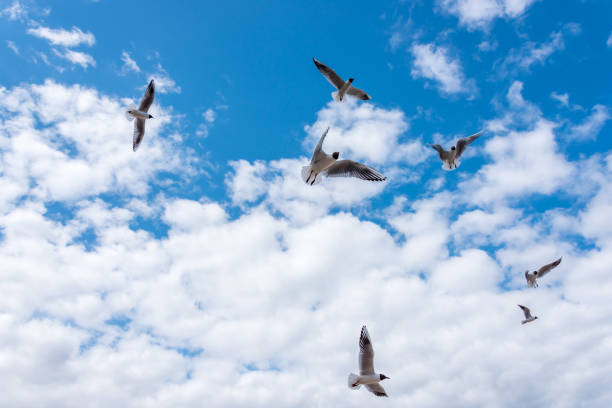 istock Black Headed Seagulls Flying at the Seaside 1316479762