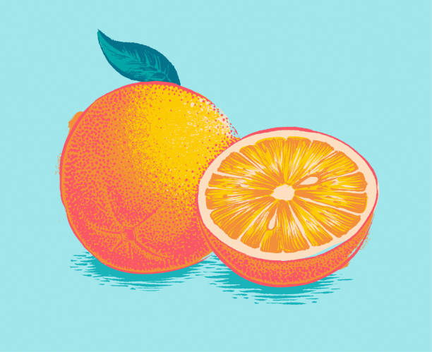 Orange woodcut screen printing Engraved illustration of an orange woodcut, screen printing. Isolated on neutral background. Hand drawn vector illustration. Retro style ink sketch. vintage food and drink stock illustrations