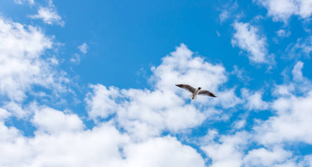istock Black Headed Seagulls Flying at the Seaside 1316480067