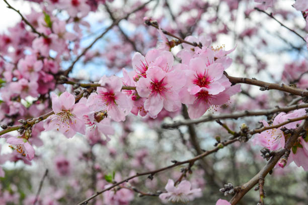 istock fresh spring background - soft blossom of peach tree 1316480161