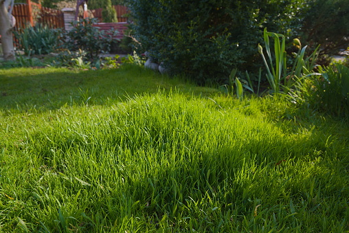 High and low grass on the lawn - the result of the sowing of different grass varieties