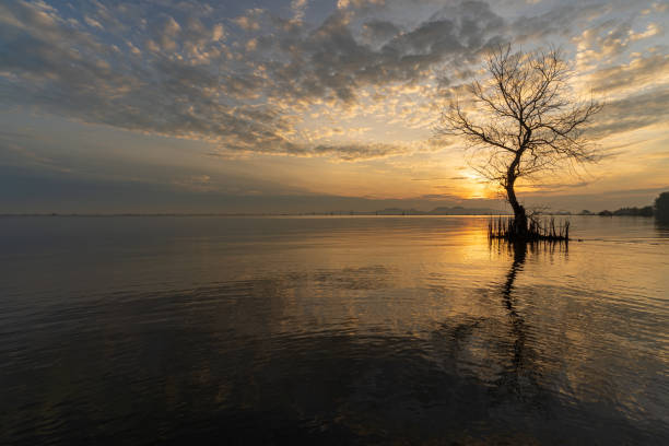 istock A dead tree on the beach at sunrise time. 1316480981