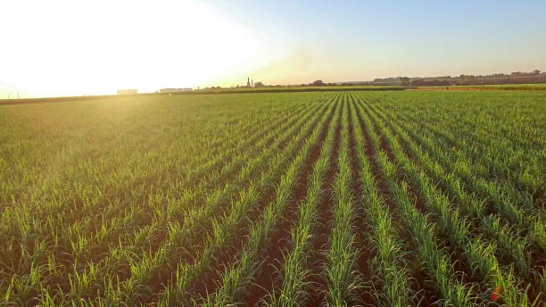 istock sugar cane plantation farm sunset usine in background 1316481069