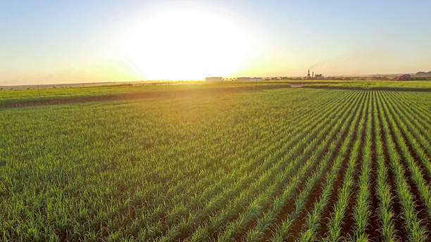 plantação de cana-de-açúcar fazenda do pôr do sol usine em segundo plano - food and drink industry - fotografias e filmes do acervo