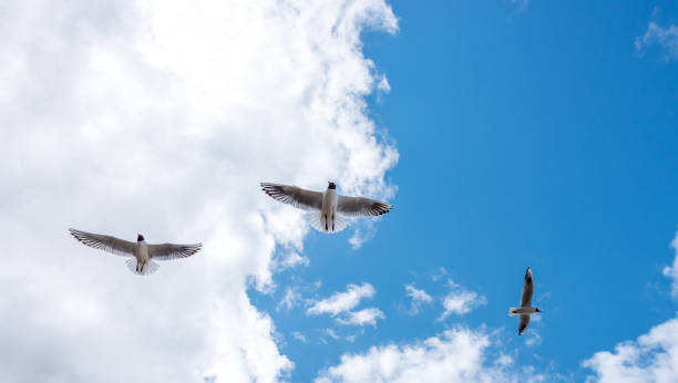 istock Black Headed Seagulls Flying at the Seaside 1316481098