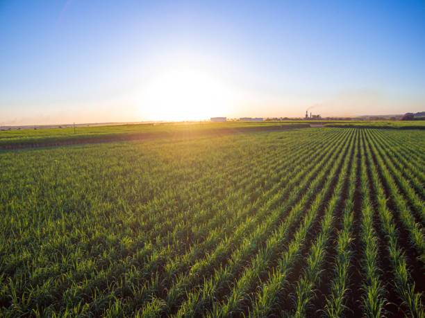 istock sugar cane plantation farm sunset usine in background 1316481104