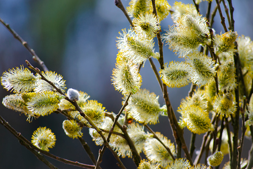 The pussy-willow in bloom. Soft spring lumps bloom on a young willow bush.