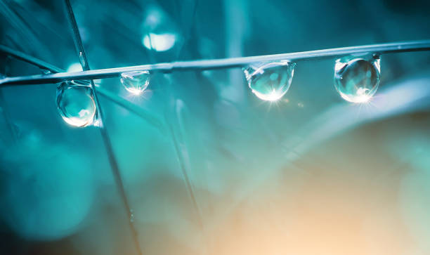 bellissime gocce rotonde di rugiada mattutina sull'erba brillano alla luce del mattino. - drop water raindrop dew foto e immagini stock