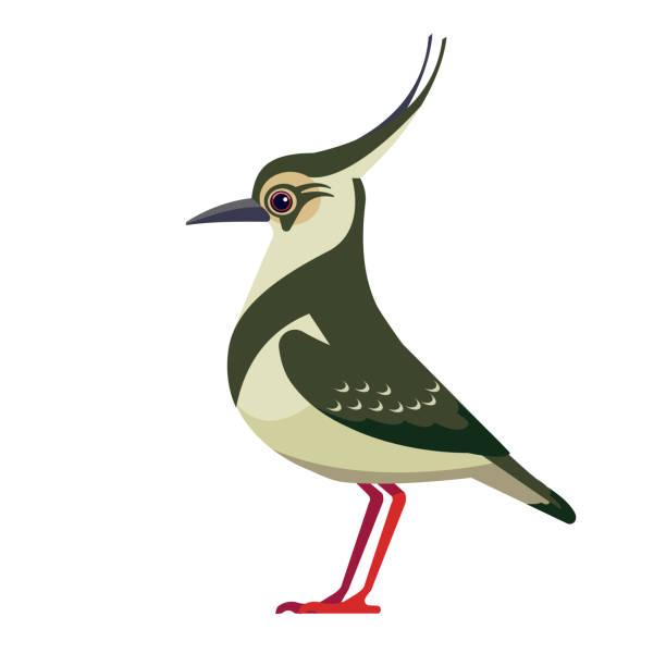 ilustrações, clipart, desenhos animados e ícones de o lapwing norte é pewit, plover verde, ou apenas lapwing, é um pássaro na subfamília lapwing. bird cartoon estilo flat belo personagem de ornitologia, ilustração vetorial isolada em branco - polder