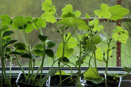 Plants seedlings growing indoor against window with rain drops in spring.