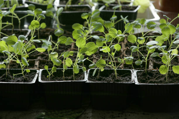 istock Young vegetable Brussels sprout seedlings in containers on windowsill. 1316483207