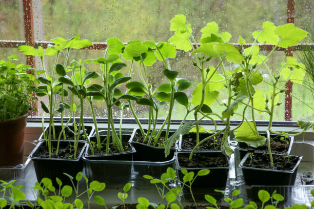 jeunes courges de pattypan végétales, courgettes, semis de choux de bruxelles en pots sur rebord de fenêtre. - pattypan squash photos et images de collection