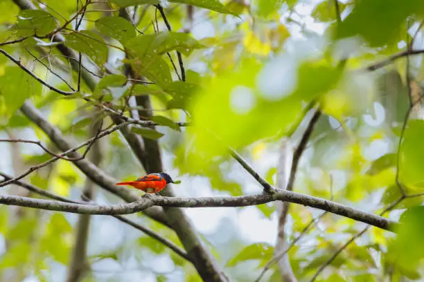 The grey-chinned minivet is a species of bird in the family Campephagidae. It is found from the Himalayas to China, Taiwan and Southeast Asia. Its natural habitat is forests about 1,000–2,000 m in elevation.