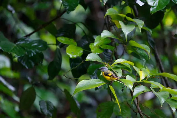 The grey-chinned minivet is a species of bird in the family Campephagidae. It is found from the Himalayas to China, Taiwan and Southeast Asia. Its natural habitat is forests about 1,000–2,000 m in elevation.