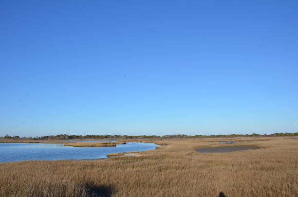 istock brown grass and water and trees in wetland 1316483474