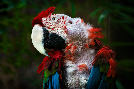 Portrait of a parrot (Green-winged Macaw) suffering from feather plucking behavioral disorder. This type of behavior is also known as feather-picking, feather damaging behavior or pterotillomania. It is commonly seen in captive birds, especially parrots, even when they have good conditions.